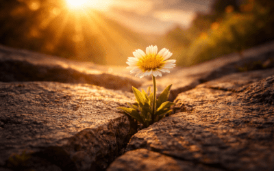 Rooted Identity: Who You Are Because of Whose You Are